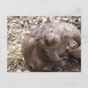 Wombat Scratch Vykort