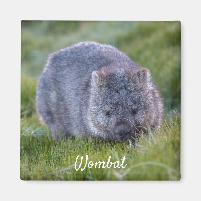 Wombat Tasmania Australia, Cute Animal Photo Magnet (Framsidan)
