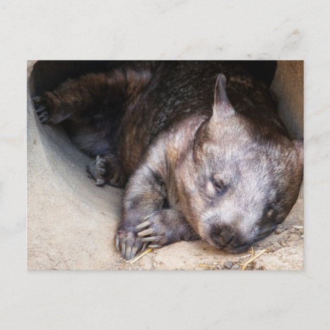 Wombat Vykort (Framsida)