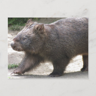 Wombat Vykort