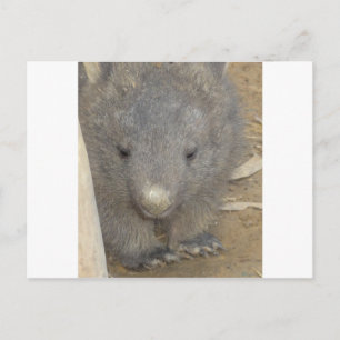 Wombat Vykort