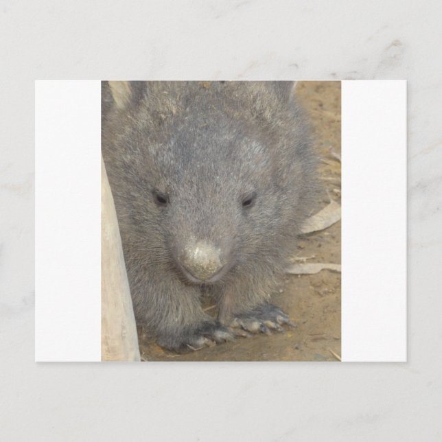 Wombat Vykort (Framsida)