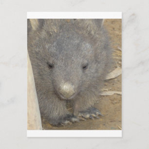 Wombat Vykort