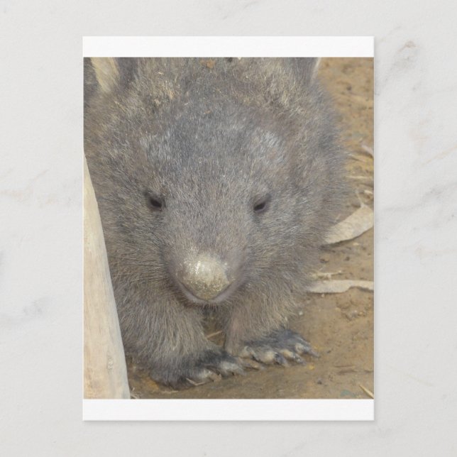 Wombat Vykort (Framsida)