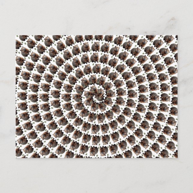 Wombat Whirl: A Spiral of  Vykort (Framsida)