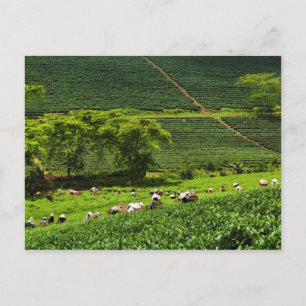 Women Harvesting Tea 2 Vykort