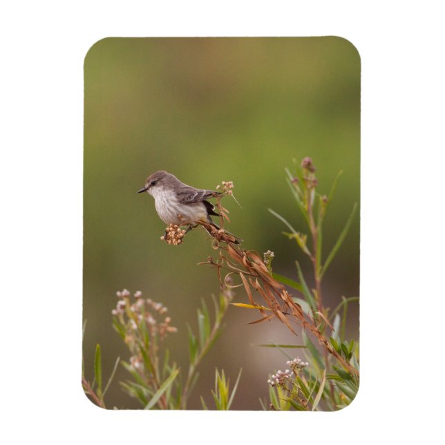 Women Vermilion Flycatcher Magnet (Vertikal)