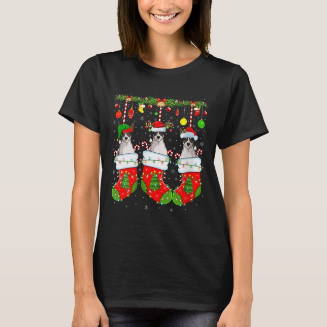 Womens Russell Terrier Dog In Christmas Socks Funn T Shirt (Framsida)