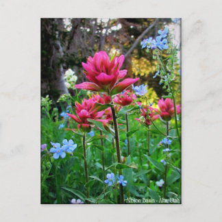 Wondrous Wildblommor (5) Vykort