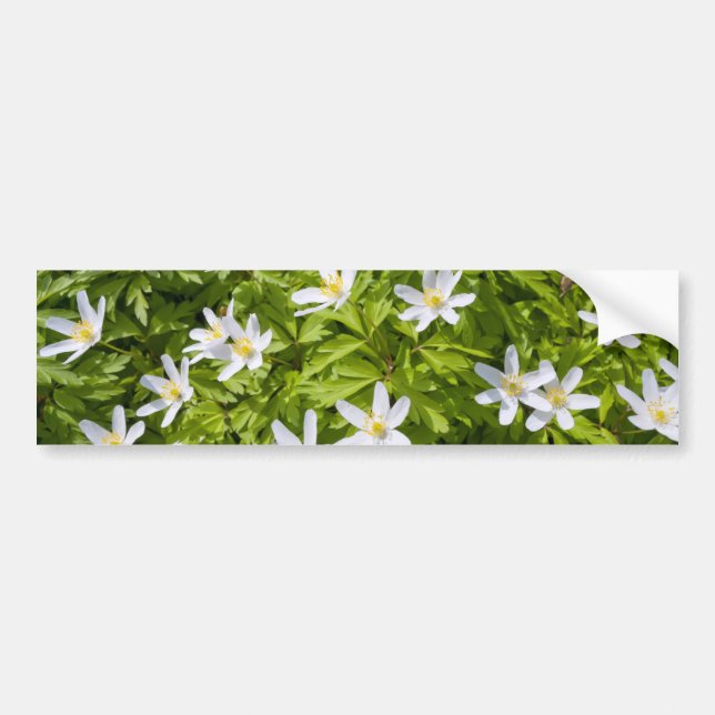 Wood Anemone Bildekal (Framsidan)