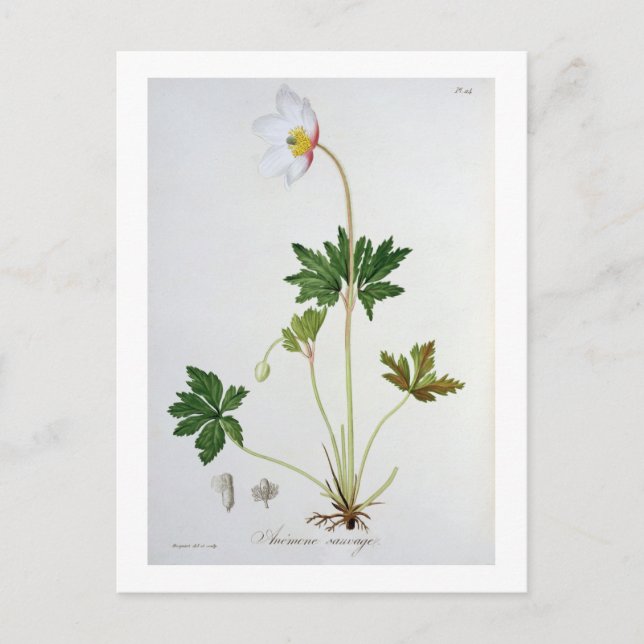 Wood Anemone from 'Phytographie Medicale' by Josep Vykort (Framsida)