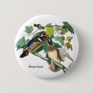 Wood Anka av John James Audubon, Fågelskådare Bi Knapp