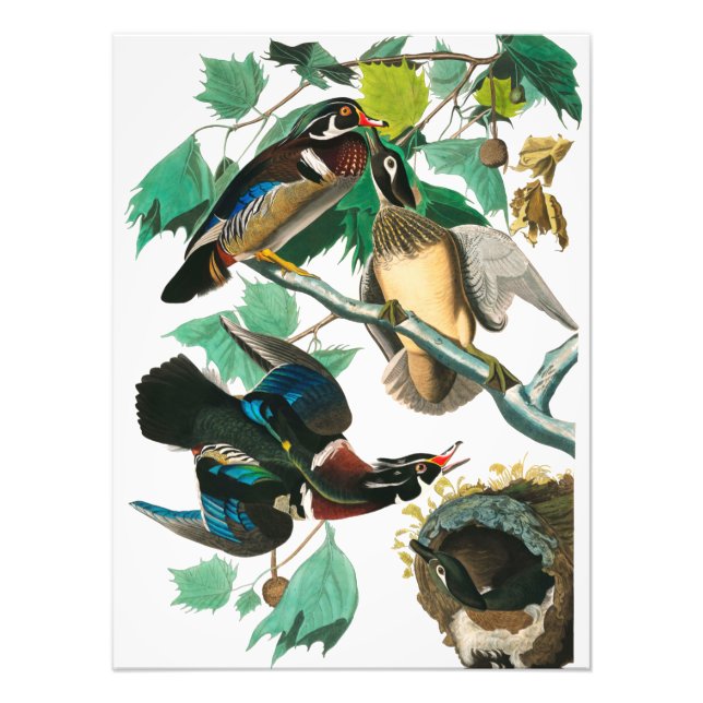 Wood Anka av John James Audubon Fototryck (Framsidan)