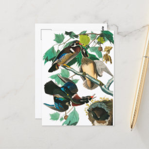 Wood Anka av John James Audubon Vykort