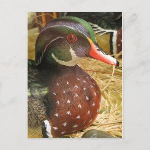 Wood Anka Decoy Vykort