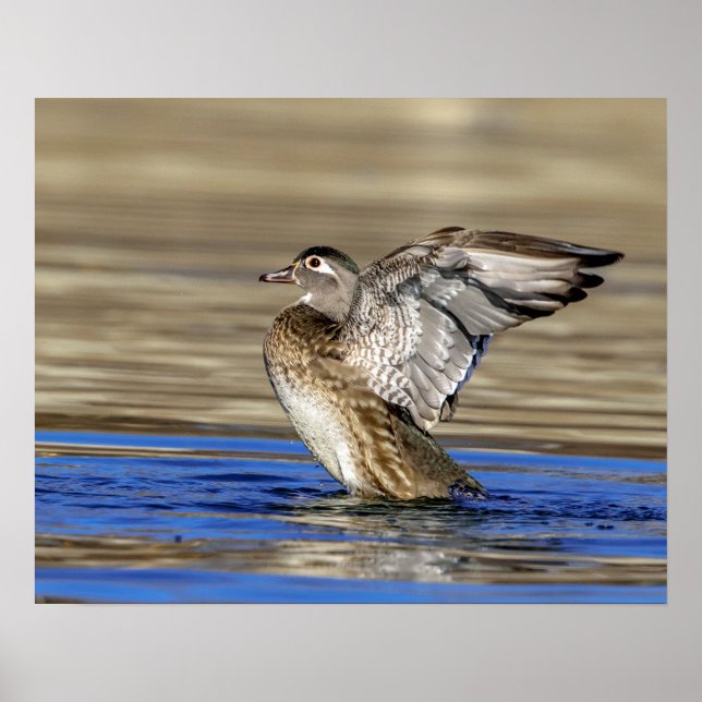 Wood Anka flappar hennes vingar Poster (Framsidan)