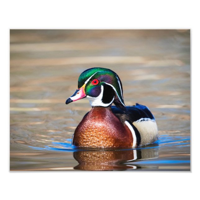 Wood Anka i en damm Fototryck (Framsidan)