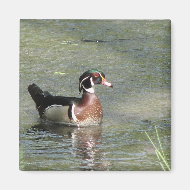 Wood Anka Magnet (Framsidan)