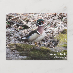Wood Anka Vykort