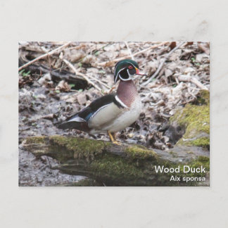 Wood Anka Vykort