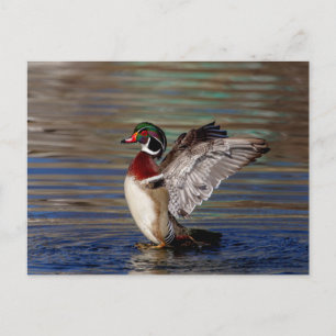 Wood Anka Vykort