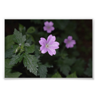 Wood Cranesbill Fototryck