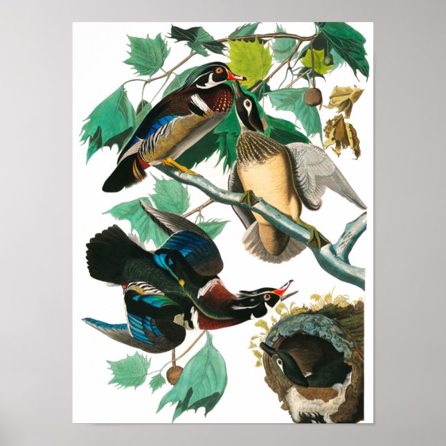 Wood Duck by John James Audubon Poster (Framsidan)