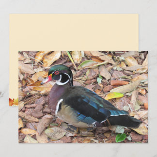 Wood Duck Flat Kort