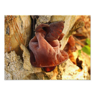 Wood Ear Mushroom Fototryck