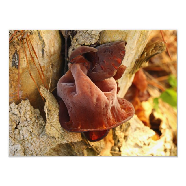 Wood Ear Mushroom Fototryck (Framsidan)