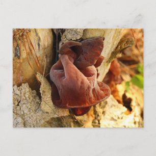 Wood Ear Mushroom Vykort