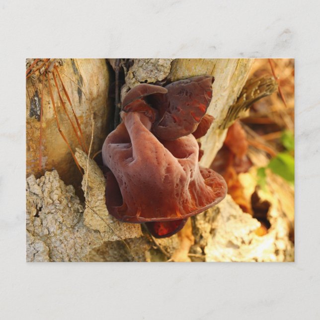 Wood Ear Mushroom Vykort (Framsida)