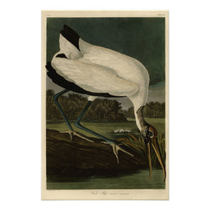 Wood Ibiss (Ibis, Stork): Audubon Birds of America Fototryck