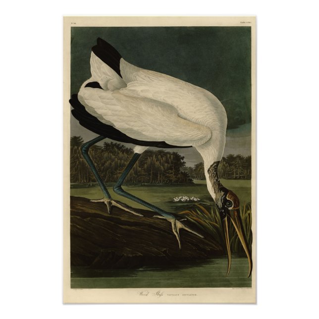 Wood Ibiss (Ibis, Stork): Audubon Birds of America Fototryck (Framsidan)