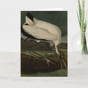 Wood Ibiss (Ibis, Stork): Audubon Birds of America Kort