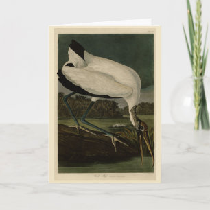 Wood Ibiss (Ibis, Stork): Audubon Birds of America Kort
