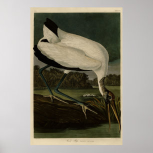 Wood Ibiss (Ibis, Stork): Audubon Birds of America Poster