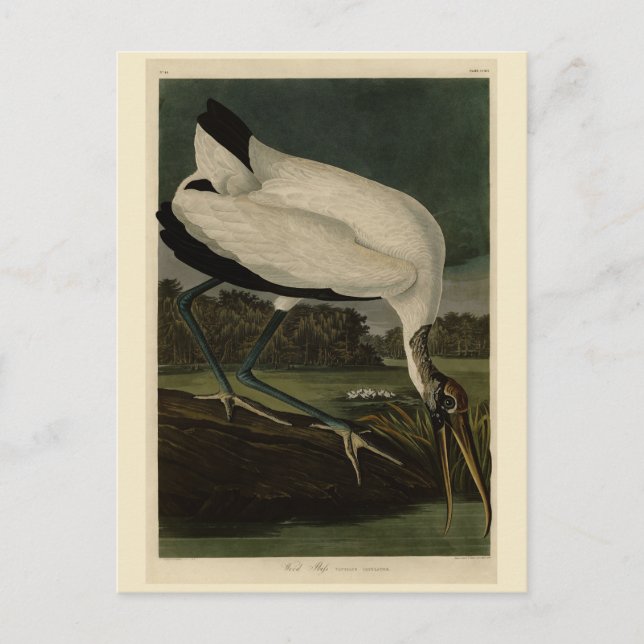 Wood Ibiss (Ibis, Stork): Audubon Birds of America Vykort (Framsida)