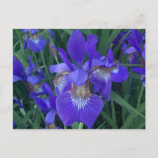 Wood Iris Vykort