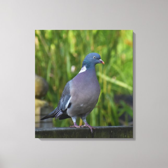 Wood Pigeon Canvastryck (Framsida)