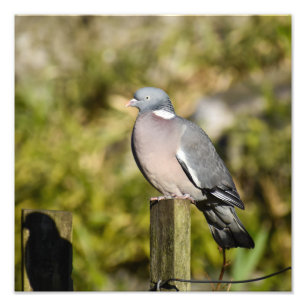 Wood Pigeon Fototryck