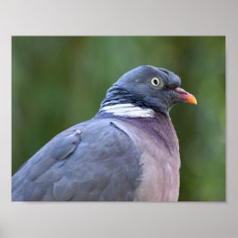 Wood Pigeon Poster