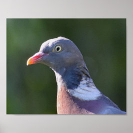 Wood Pigeon Poster