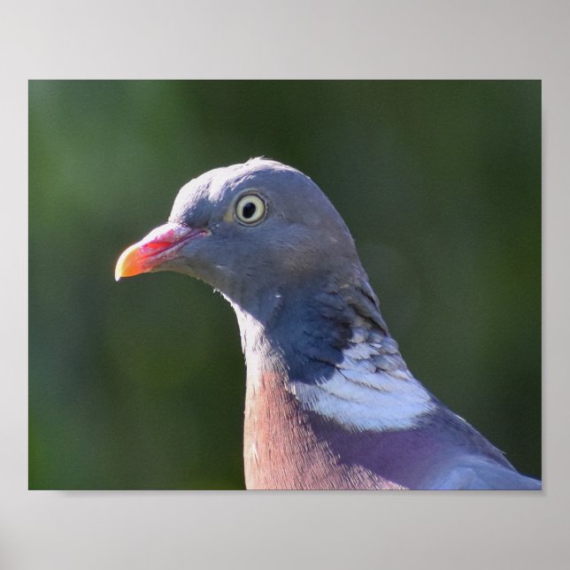 Wood Pigeon Poster (Framsidan)