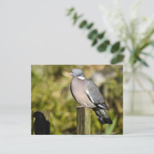 Wood Pigeon Vykort