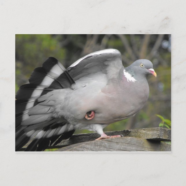 Wood Pigeon Vykort (Framsida)