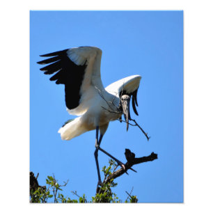 Wood Stork i vilden Fototryck