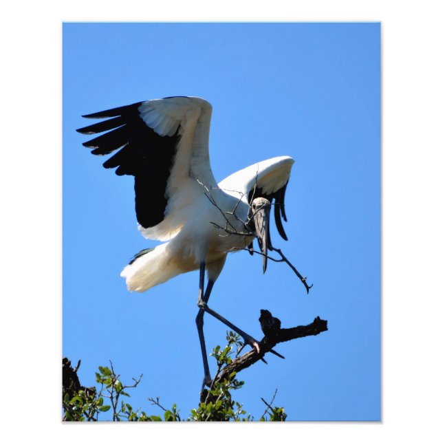 Wood Stork i vilden Fototryck (Framsidan)