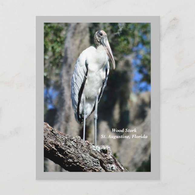 Wood Stork i vilden Helg Vykort (Framsida)
