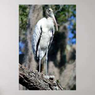 Wood Stork i vilden Poster
